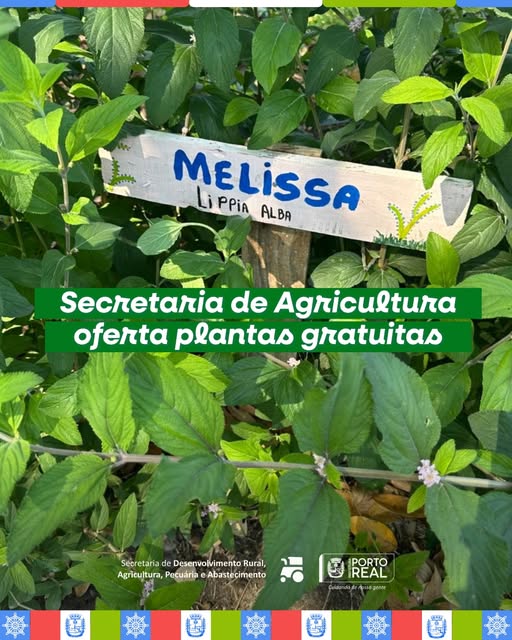 Secretaria de Agricultura oferta plantas gratuitas